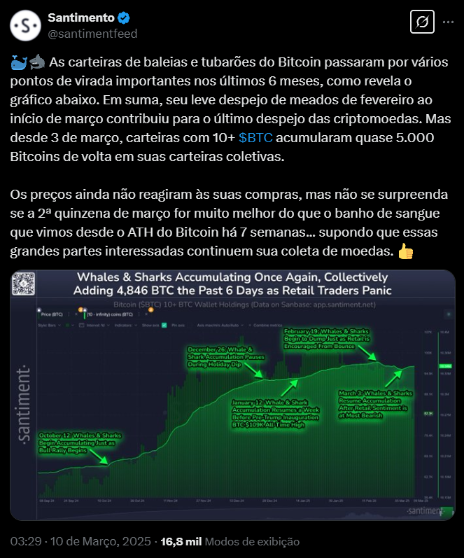 A imagem apresenta um gráfico da plataforma Santiment que mostra a movimentação de carteiras de grandes investidores em Bitcoin, conhecidos como "baleias" e "tubarões", ao longo dos últimos seis meses. O gráfico destaca pontos de virada importantes, como um leve despejo de Bitcoins por essas carteiras entre meados de fevereiro e o início de março, contribuindo para uma queda no preço da criptomoeda. No entanto, a partir do dia 3 de março, essas carteiras, que possuem mais de 10 Bitcoins cada, acumularam cerca de 4.846 Bitcoins de volta em suas carteiras coletivas. O texto sugere que, embora os preços ainda não tenham reagido a essas compras, a segunda metade de março pode ser mais positiva para o Bitcoin, especialmente se esses grandes investidores continuarem acumulando moedas. O gráfico é acompanhado por uma análise que contrasta a estratégia de acumulação das baleias com o pânico observado entre pequenos investidores.